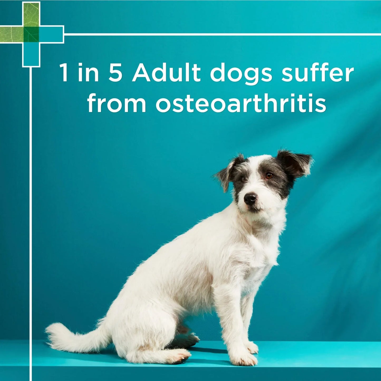 PAW OsteoCare